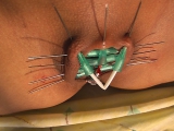 extreme pussy piercing