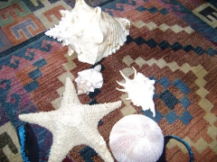 Star fish - N
