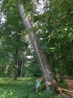 1cf300 - N