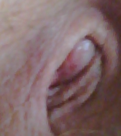 My Tiny Cock! - N